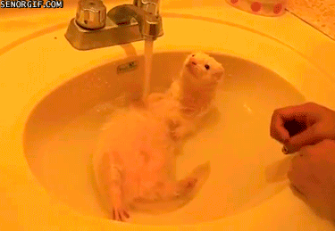 relajado,pica,agua,mono,albino,huron,baño