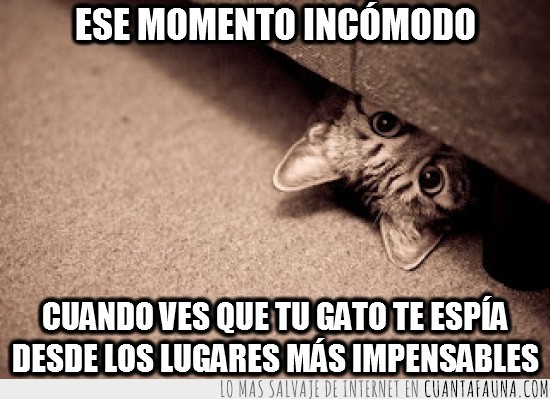 momento incomodo,gato,espiar,impensables,lugares