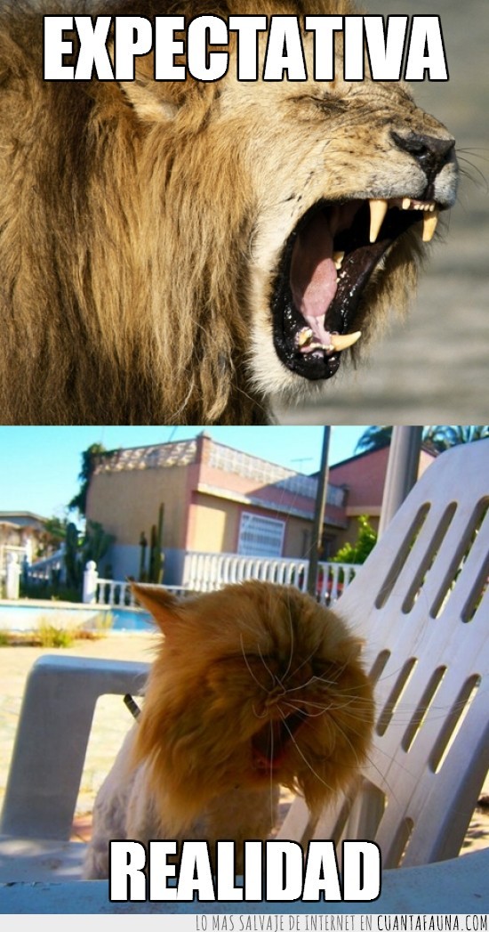 expectativa,realidad,leon,gato,rugido,maullido