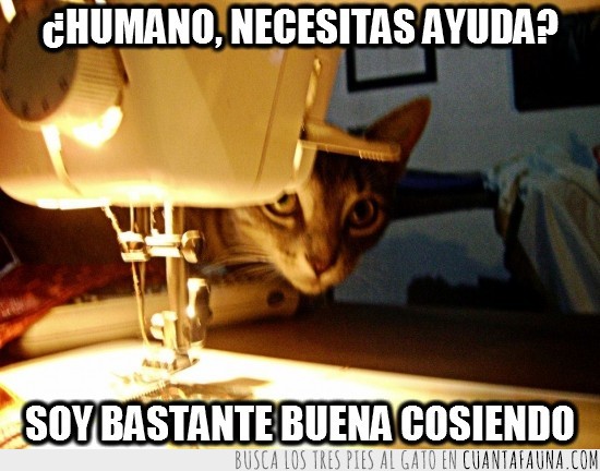 gato,maquina de coser,coser,ayuda,ropa,talentoso