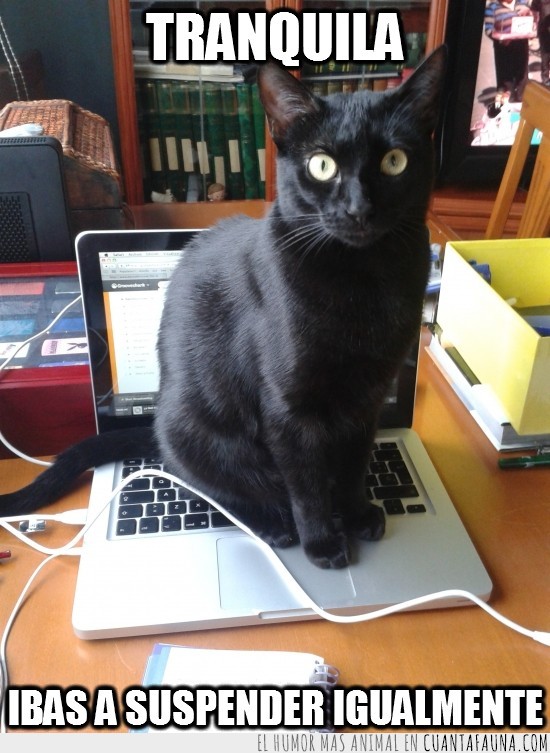 portatil,ordenador,no te deja estudiar,gato,incordiar