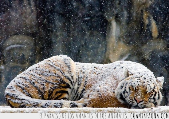 tigre,felino,invierno,nieve,hermoso,fotografía,dormir