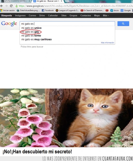 gato,búsqueda,google,secreto