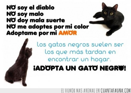 gato negro,adoptar,hermosos,gatos negros,supersticion estupida