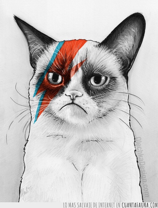 grumpy cat,glam,David Bowie,cara pintada