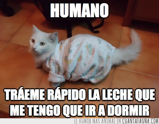 gato,pijama,leche,rápido,humano