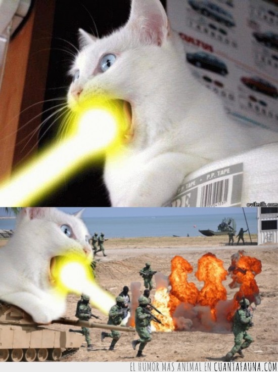 gato,photoshop,bostezo,kamehameha,rayo laser,disparar