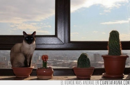 ventana,cactus,gato,planta,maceta,fotosintesis