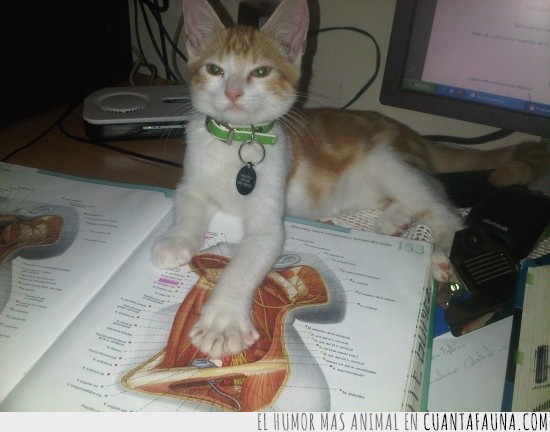 libro,anatomia,gato,molestar,incordiar,estudiar