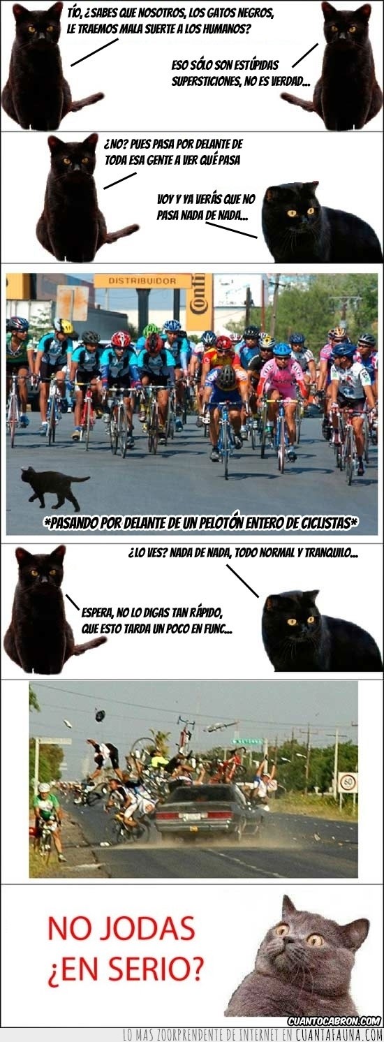 gato,negro,suerte,mala ciclistas,atropello