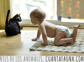 bebe,gato,postura,pata estirada,yoga