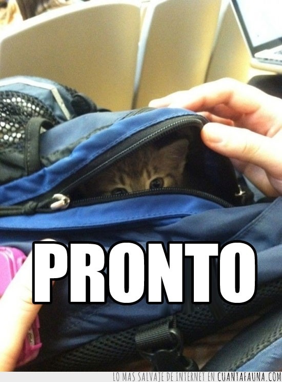 gato,escondido,soon,pronto,maleta,mochila