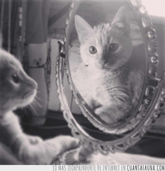 gato,espejo,reflejo,espejito magico