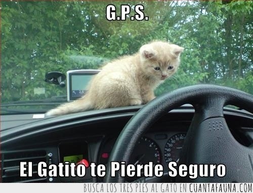 coche,seguro,perdido,gatito,GPS,perder