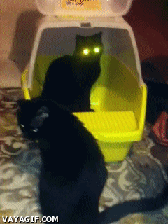 brillo,Gato,lampara,obscuridad,ojos