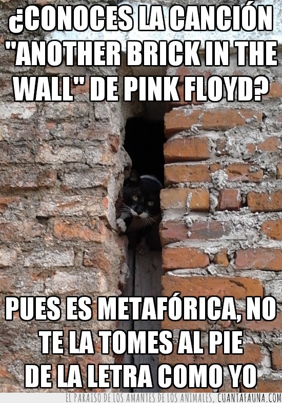 Another brick in the wall,Gato,Pared,pink floyd,Otro ladrillo en la pared,Hueco