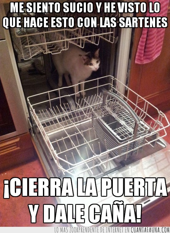 gato,lavaplatos,dentro,caña,puerta,sartenes,lavar,lavavajillas