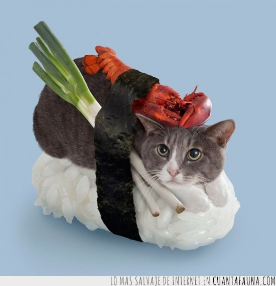 gato,sushi,gigante,disfraz