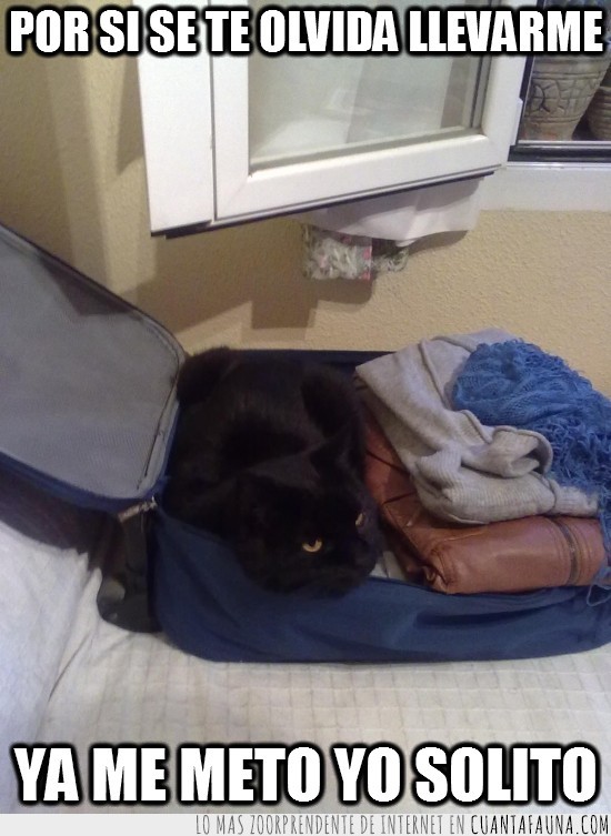 gato,maleta,esconderse,meterse,antecedentes