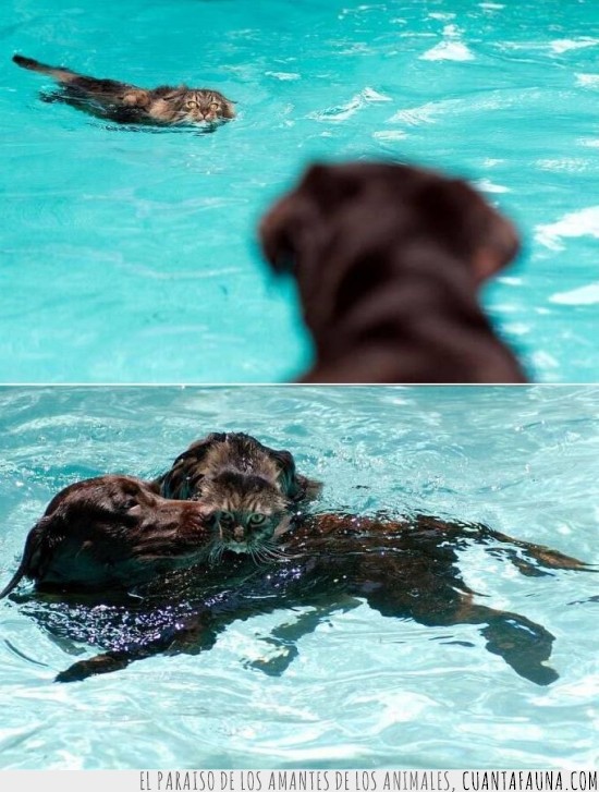 perro,salvando,gato,piscina,salvavidas,socorrista