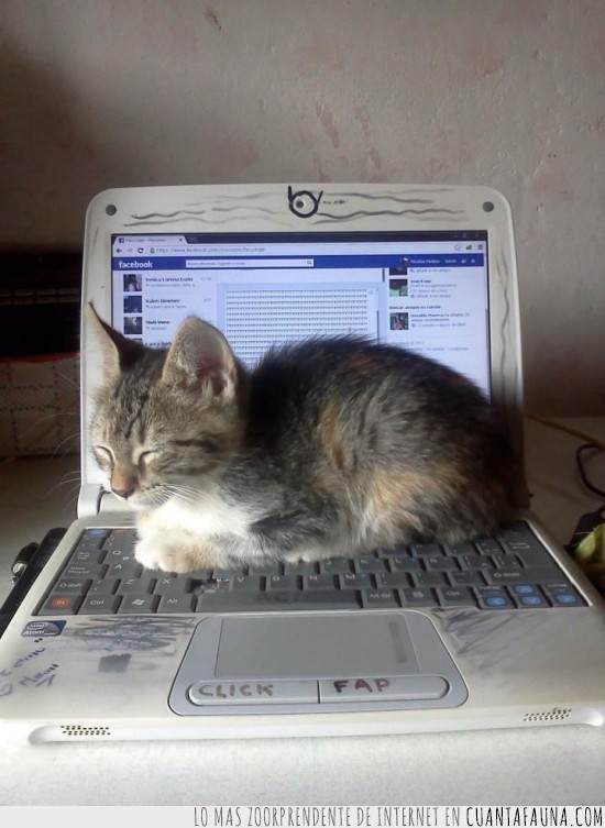 gato,ternura,netbook,miau,escribir,portatil