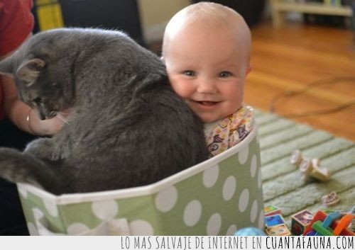 caja,bebe,niño,gato