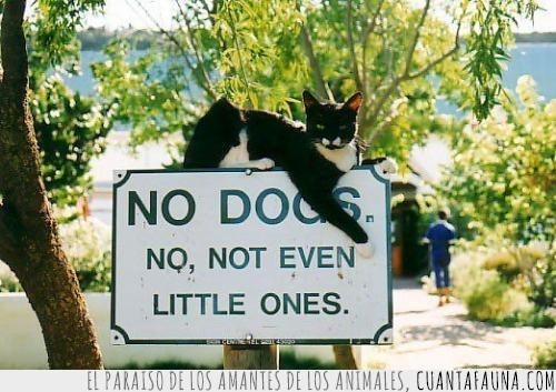 gato,cartel,prohibir,letrero,no dogs,perros no,ni siquiera los pequeños