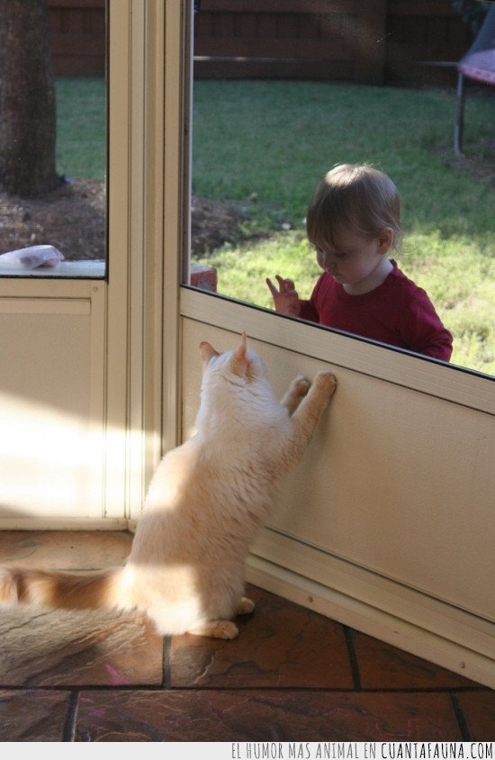 gata,mascota,gato,ventana,niña,pequeña,bebe,quedar