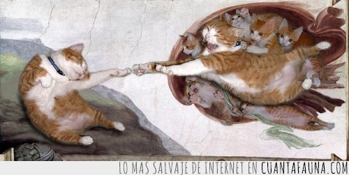 miguel angel,arte,gatitos,gato,capilla sixtina