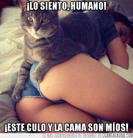 humano,cama,gato,shorts,chica