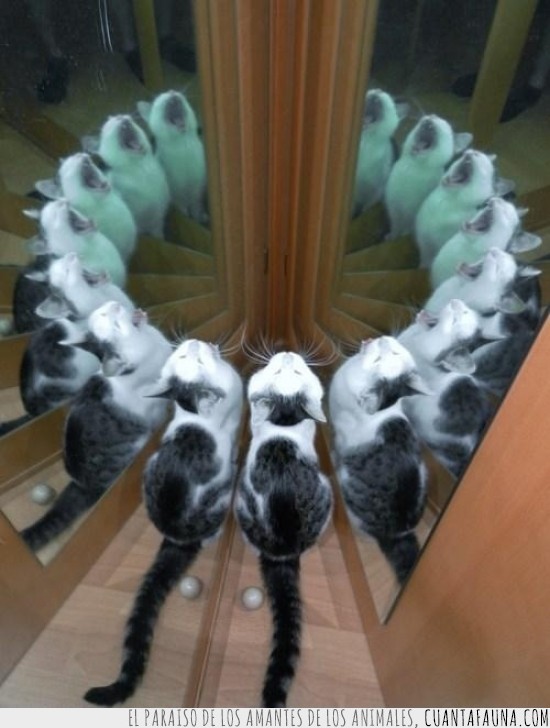 gato,ritual,vidrio,espejo,reflejo,multiplicacion