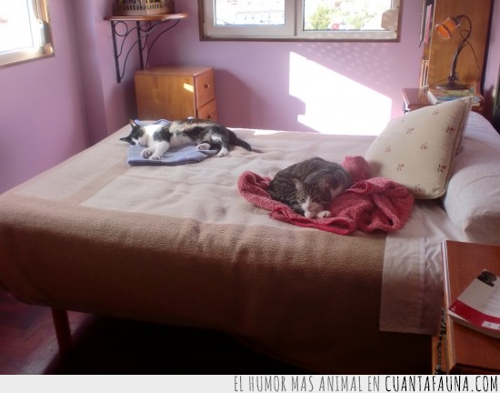 gatos,cama,tumbados,ocupar,dormir,sofa