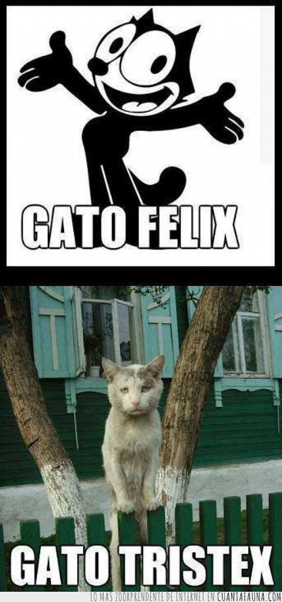 Gato tristex,triste,gato,Gato felix