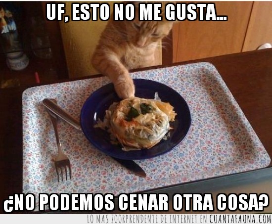 gato,cena,comida,raro,malo,tocar,otra cosa