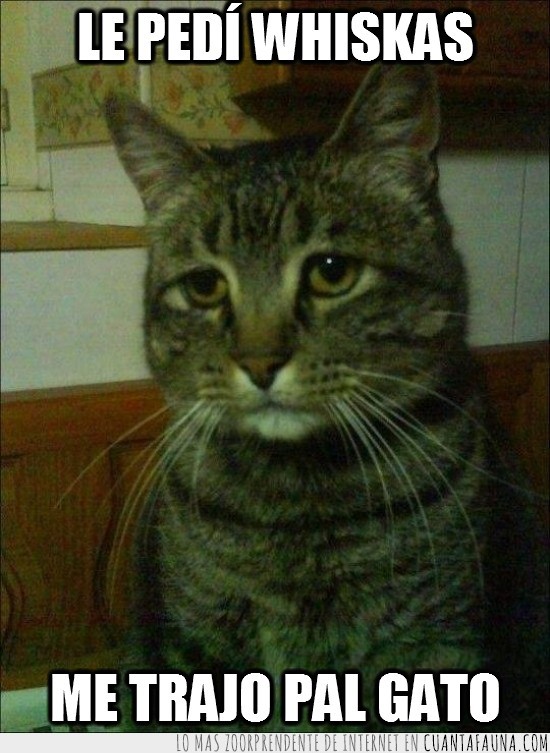 pal gato,depressed cat,whiskas