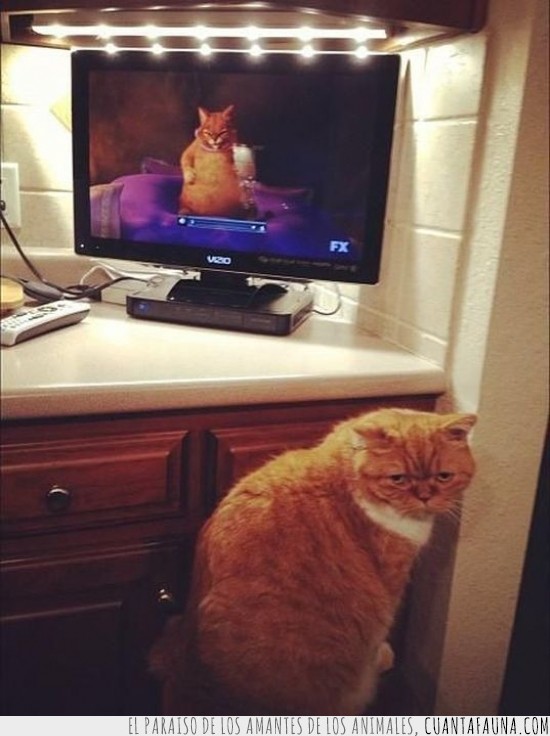 el gato con botas,naranja,shrek,tele,pantalla,gordo