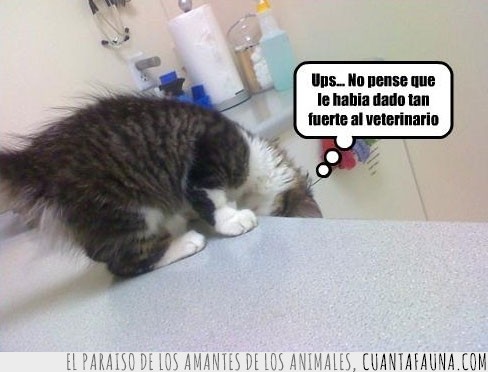 inconsciente,veterinario,defensa propia,gatito