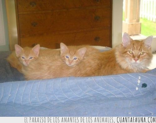 gatos,madre gatitos,camuflarse