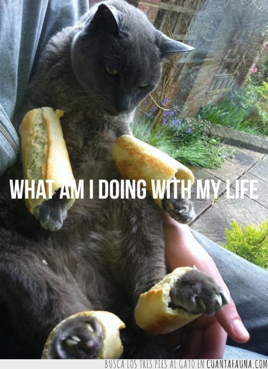 gato,pan,vida,decepción