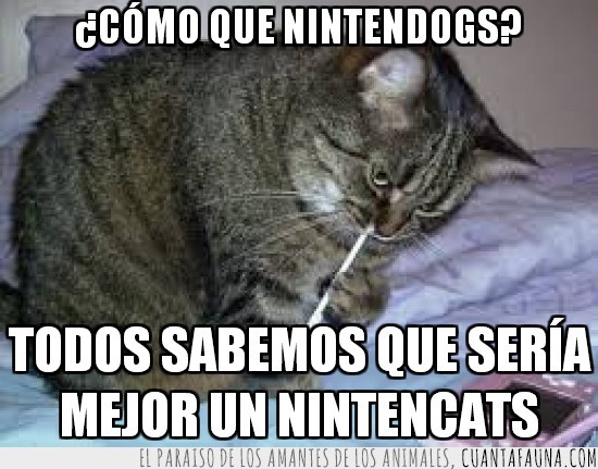 nintencats,nintendogs,nintendo DS,gato