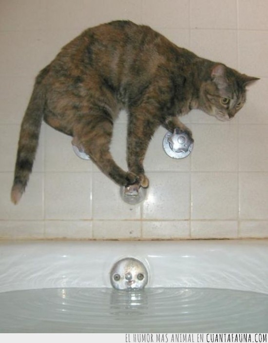 bañarse,bañera,gato,huir