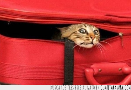 gato,maleta,estrecho,cara