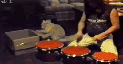 baterista,caja,competencia,el mejor,gato,musica,tocar