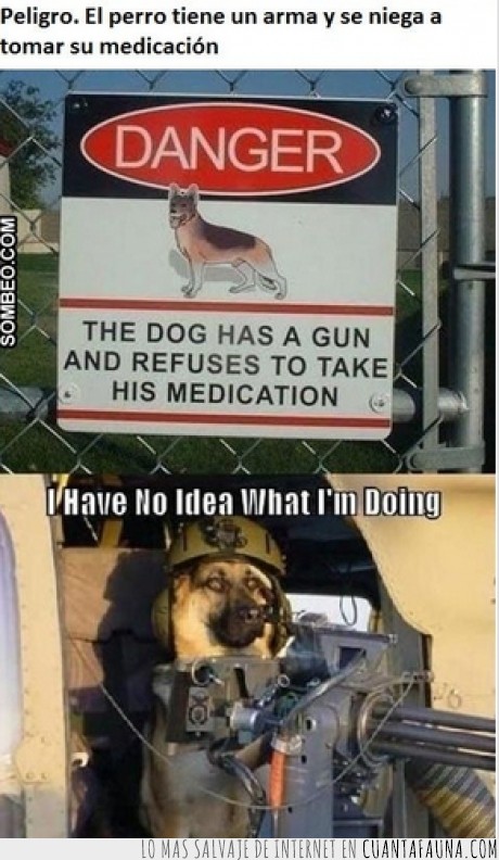 arma,medicación,peligro,perro