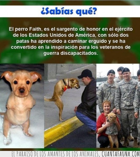perro,soldado,discapacitado,inspiracion