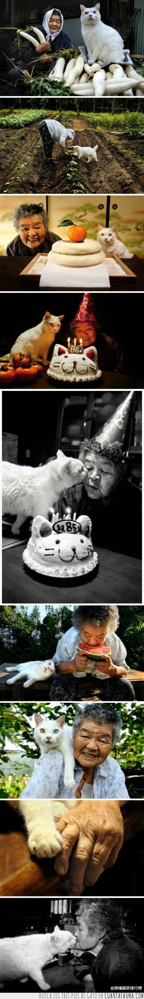 vejez,vida,anciana,gato,Amistad,vieja,abuela,señora,china