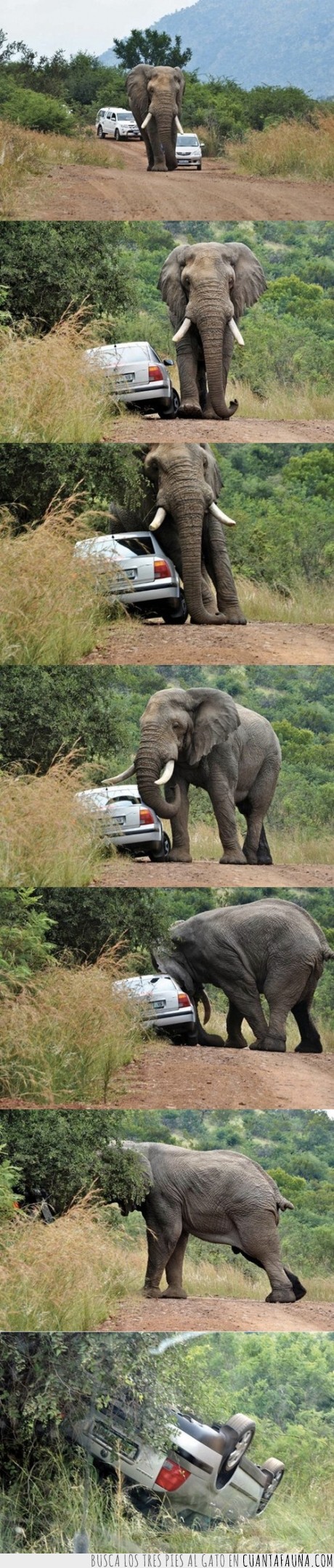 elefante,coche,empujar,cabeza,paso,interrumpir