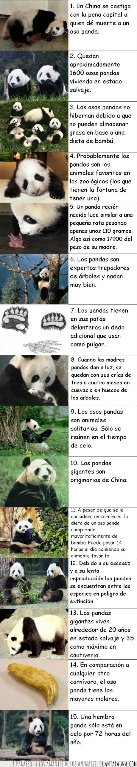 panda,curiosidad,dato,oso,bambu