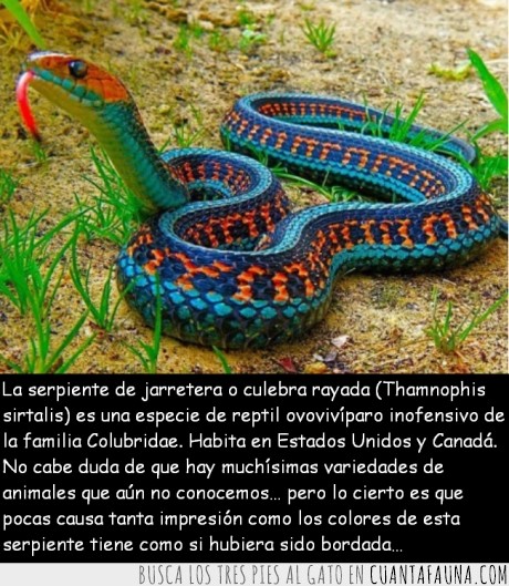 16337 - SERPIENTE DE JARRETERA - La hermosa serpiente que parece ser bordada