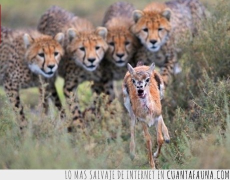 correr,comer,detras,leopardo,estar,jodido,gacela,animal,guepardo
